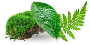 Fulvic Acid Complex​